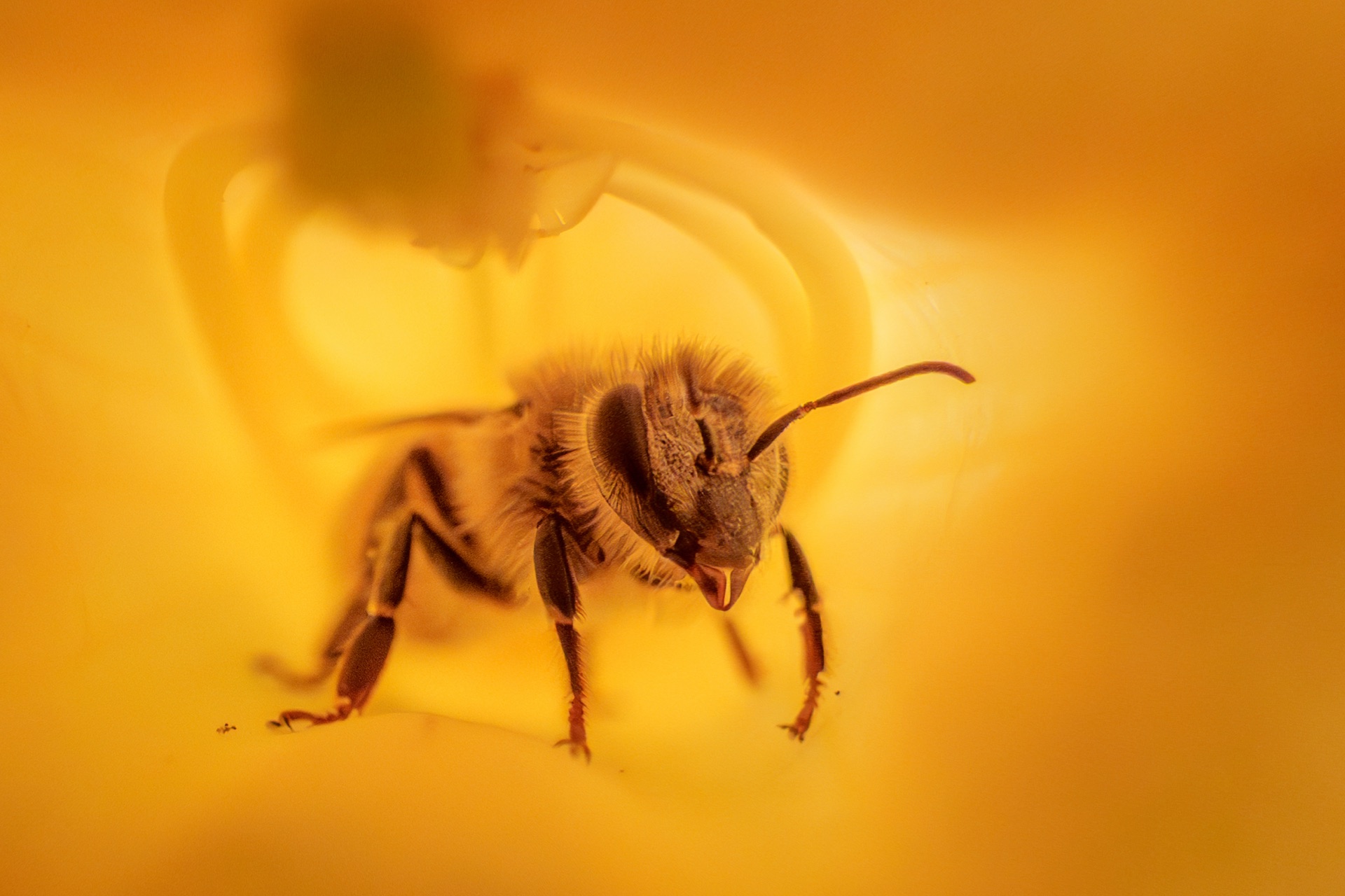 Bee inside golden flower interior